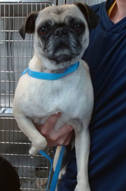 DAPHNE - Pug available for adoption
