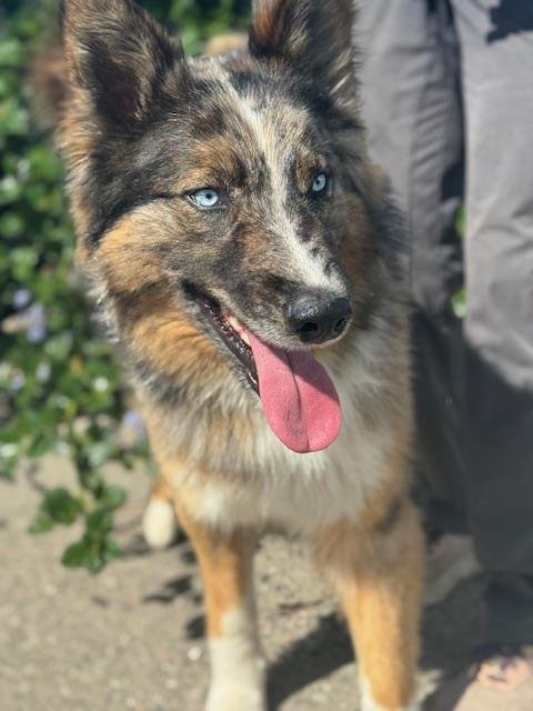 CODY - Australian Shepherd available for adoption