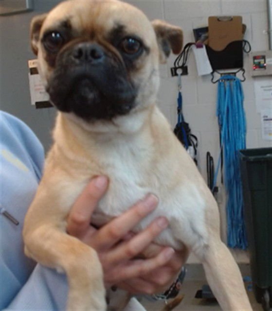 MUFFIN - Pug available for adoption