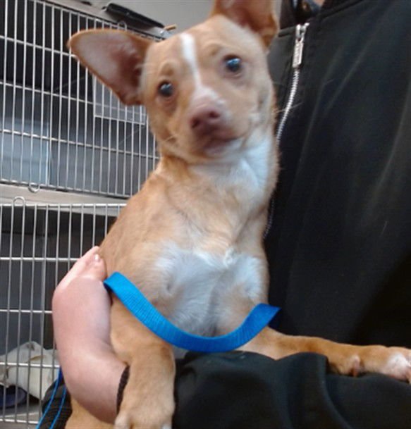 BARKLEY - Chihuahua available for adoption