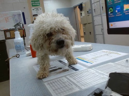 MISTY - Poodle (Miniature) available for adoption