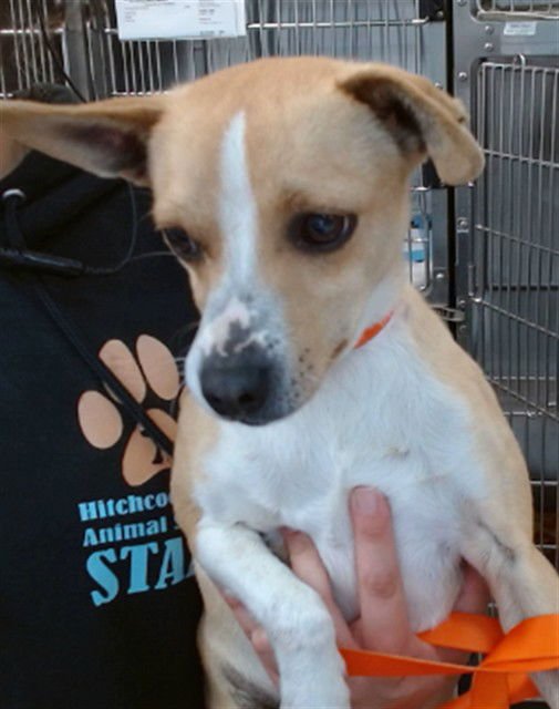 ODIE - Chihuahua available for adoption