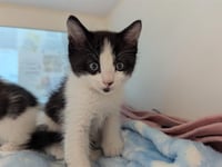 TUXEDO SAM - Photo 1