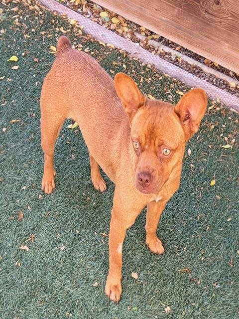SANDY - Queensland Heeler / Pit Bull Terrier available for adoption