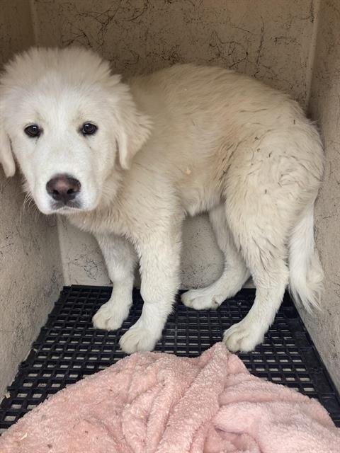 ALICE - Great Pyrenees available for adoption