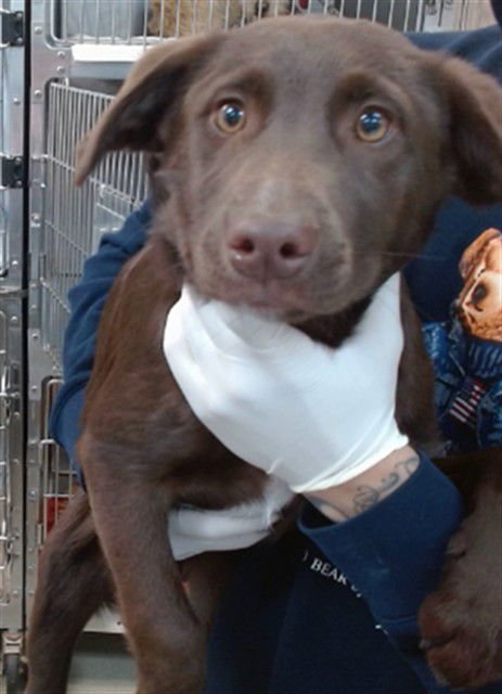 LOUIE - Border Collie available for adoption