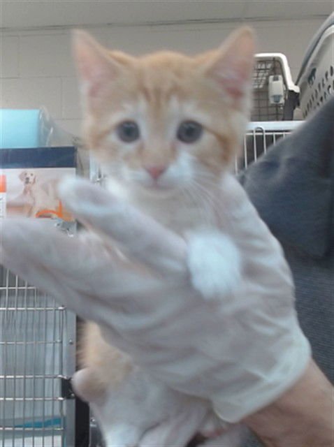 LOUIE - Domestic Short Hair available for adoption