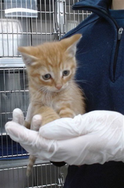 MAXX - Domestic Short Hair available for adoption