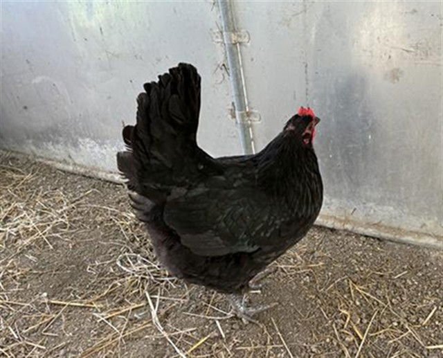 HARRIET - Chicken available for adoption