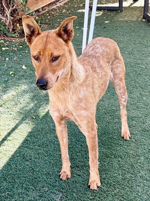 MIMI - Queensland Heeler available for adoption