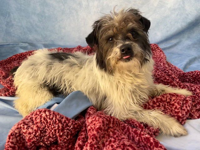 HUNTER - Terrier available for adoption