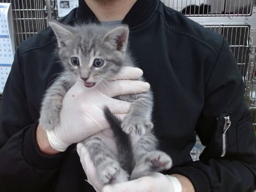 STERLING - Domestic Short Hair available for adoption
