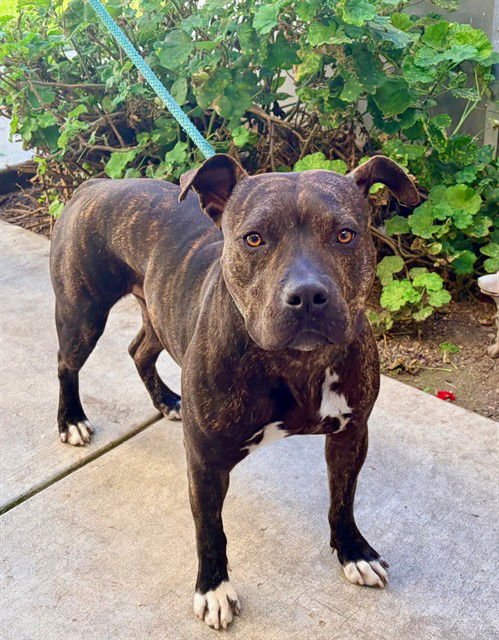 PEARL - Pit Bull Terrier available for adoption