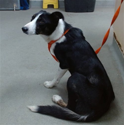 VIVIAN - Border Collie available for adoption