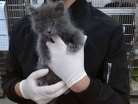 CINDER - Photo 1