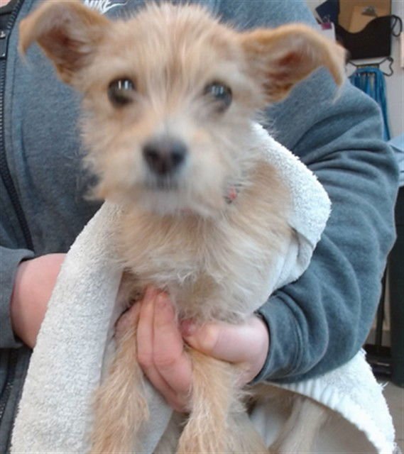 CHIP - Terrier available for adoption