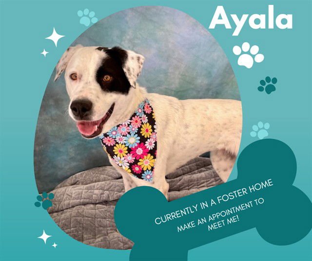 AYALA - Pointer / Great Pyrenees available for adoption