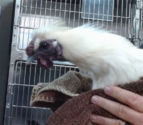 FABIO - Chicken available for adoption