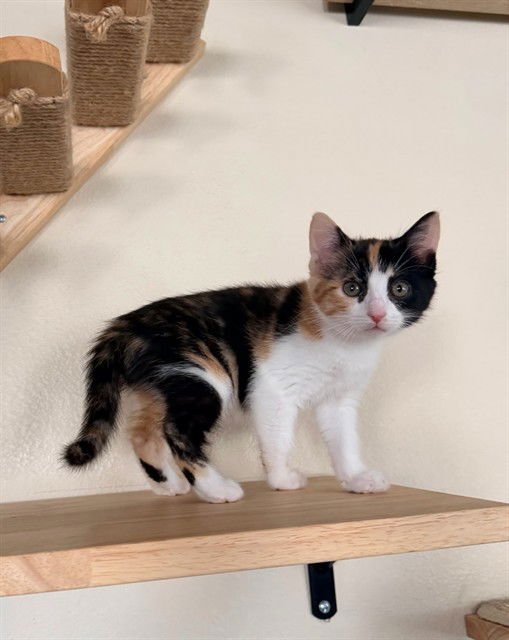 KIA - Domestic Short Hair available for adoption