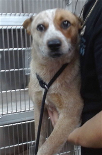 MATILDA - Australian Cattle Dog/Blue Heeler available for adoption