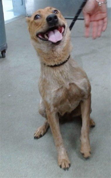 MIMI - Queensland Heeler available for adoption