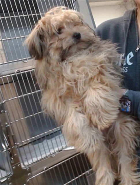 BELLA - Terrier available for adoption