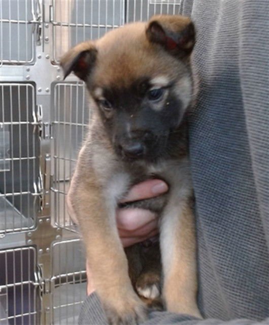 ECHO - Belgian Shepherd Malinois available for adoption