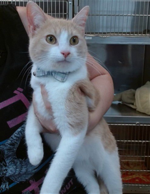 EMMETT - Domestic Short Hair available for adoption