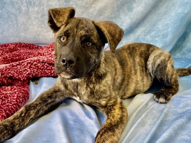 BECKY - Cane Corso Mastiff available for adoption