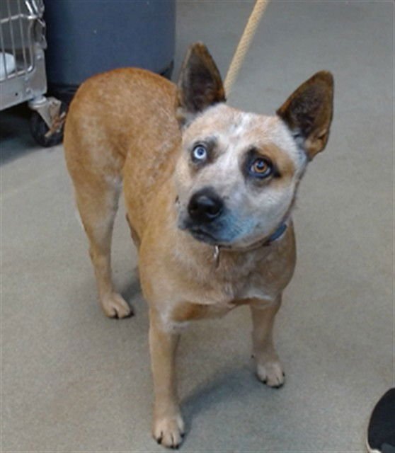 INDI - Queensland Heeler available for adoption