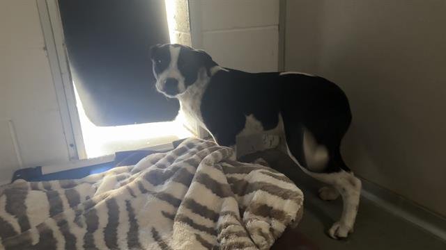 SUSHI - Pit Bull Terrier available for adoption