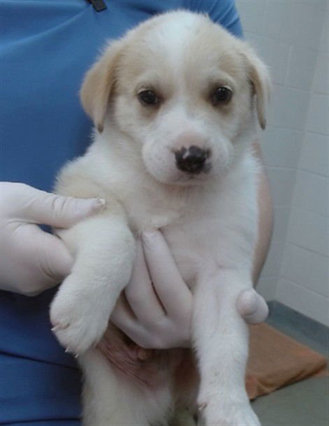 BOCEPHUS - Queensland Heeler / Great Pyrenees available for adoption