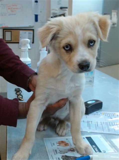 SCOUT - Australian Shepherd available for adoption