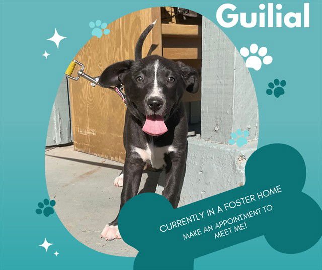 GIULIA - Pit Bull Terrier available for adoption