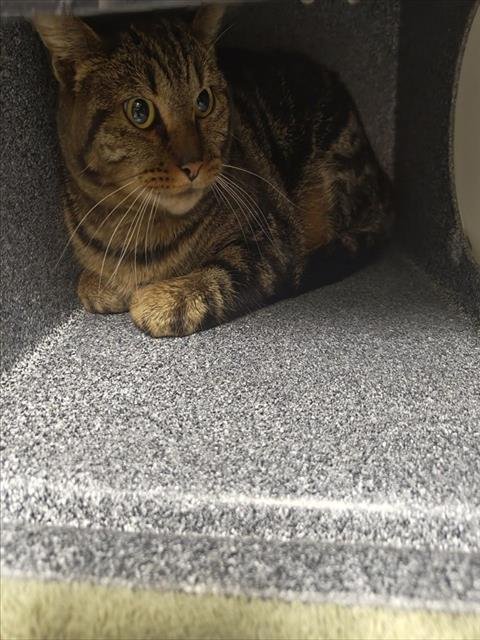 JASMINE - Domestic Short Hair available for adoption