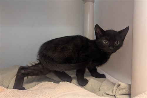 JOJO - Domestic Short Hair available for adoption