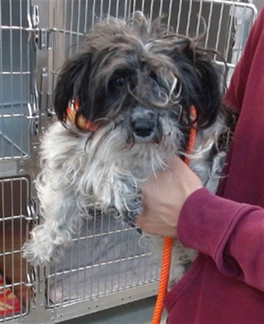 VIV - Terrier available for adoption