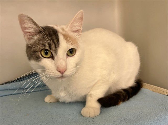 MISTY - Domestic Short Hair available for adoption