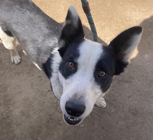 SIERRA - Border Collie available for adoption
