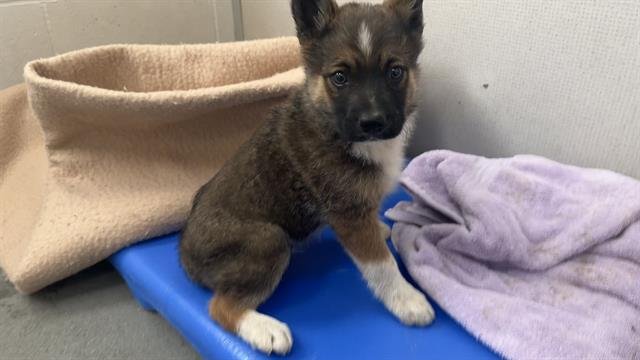 HACHI - German Shepherd Dog available for adoption