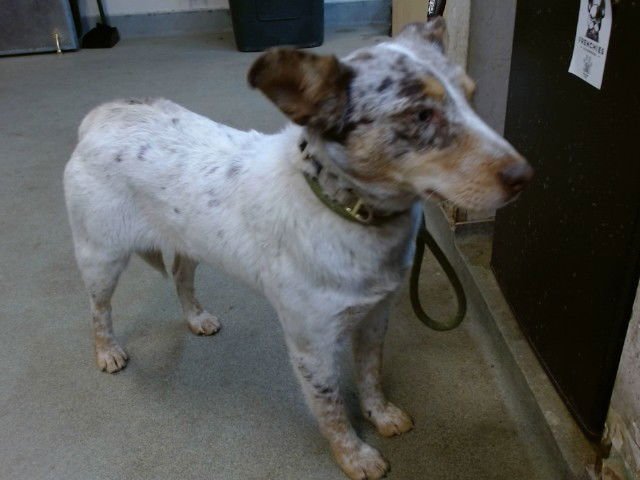 PHOEBE - Australian Cattle Dog/Blue Heeler available for adoption