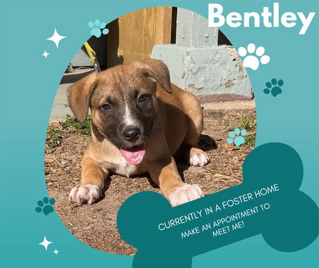 BENTLEY - Pit Bull Terrier available for adoption