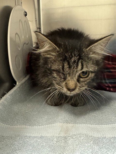 FELINA - Domestic Long Hair available for adoption