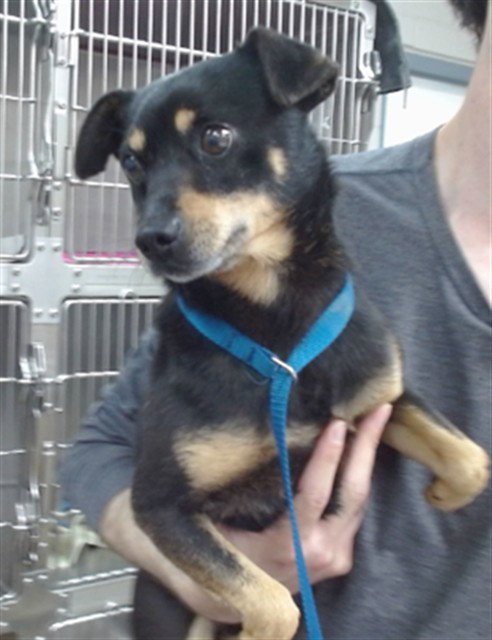 WINSTON - Chihuahua available for adoption