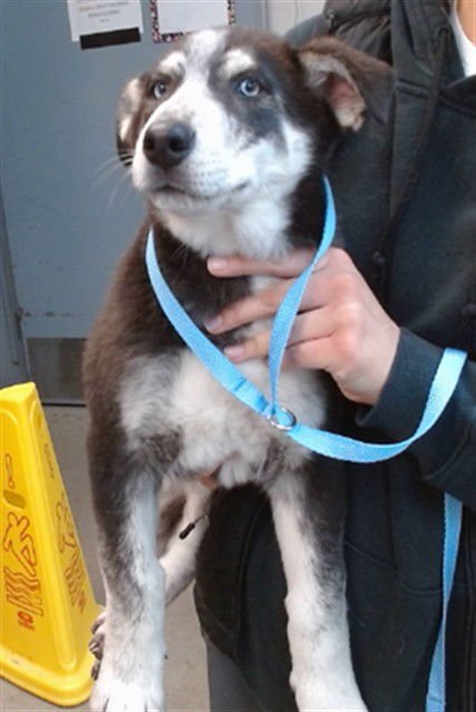 HATTIE - Siberian Husky available for adoption