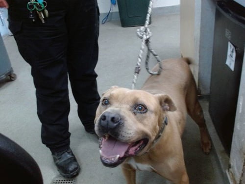 MOCOO - Pit Bull Terrier available for adoption