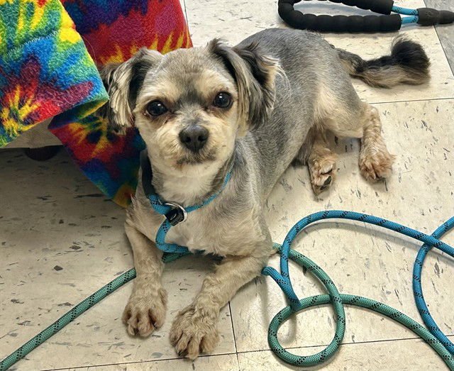 PEEWEE - Maltese available for adoption