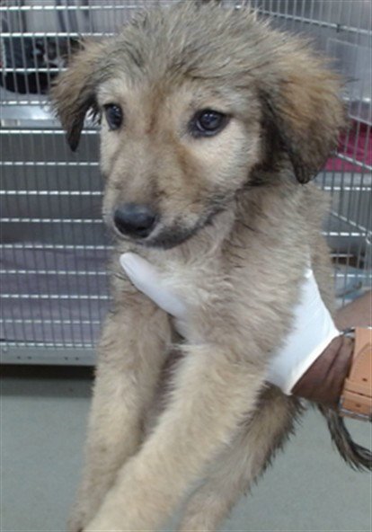 MACY Image