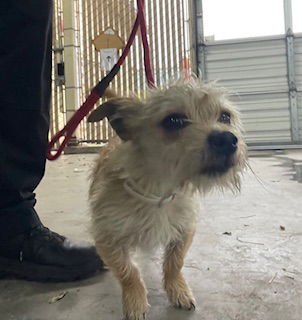 HARRY - Terrier available for adoption