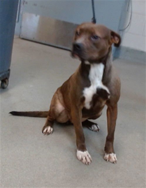 REINA - Pit Bull Terrier available for adoption